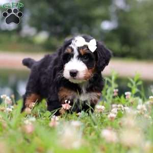 Anne, Mini Bernedoodle Puppy